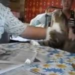 Gatto usa il linguaggio dei segni per farsi accarezzare (Video)