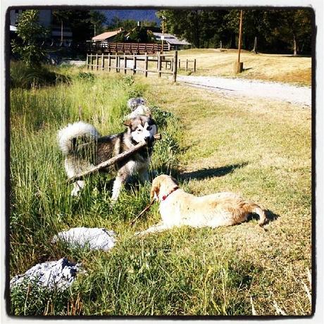 Mercurio (Alaskan Malamute) e Sunrise (Golden Retriever) giocano sulle sponde del Lago di Cavazzo (Ud), Friuli Venezia Giulia, Italia