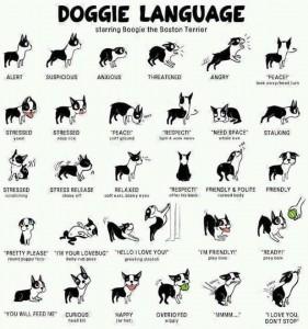 DOGGIE-LANGUAGE