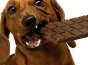 cioccolato nemico nostri cani