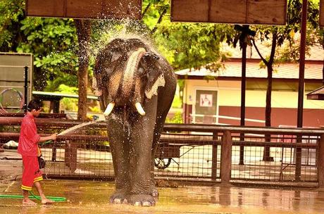 Lavando l'elefante ad Ayutthaya