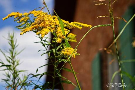 Ferragosto in campagna