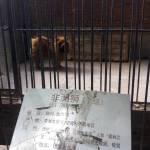 Cina, pastore tibetano al posto dei leoni allo zoo01