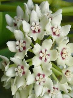 Hoya Australis