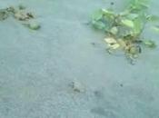 Festeggiamo? piccolo budo-regalo