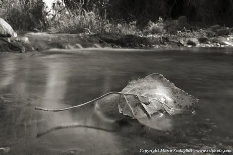 La foglia e il torrente: note di fotografia minima