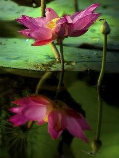 Lotus