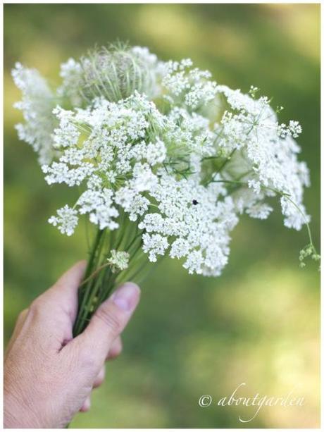 wild carrot