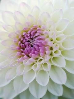 Dahlia