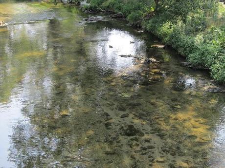 Fiume Olona: cambiare si può