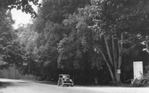 Viareggio - Viale dei Tigli all'altezza della Lecciona nel 1939 - foto tratta da Nuova Viareggio Ieri -N.08-agosto 1993