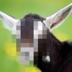 Gb, rapporto sessuale con una capra: uomo bandito da tutte le fattorie