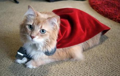 gatto-thor