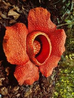 Raflesia del Borneo