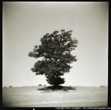 Dietro le quinte: la foto di un albero