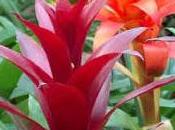 Guzmania