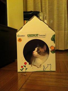 Green Cat e la sua lettiera compostabile