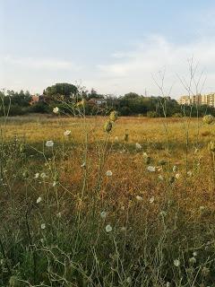 Compendio di mezza estate (e pure un poco più).