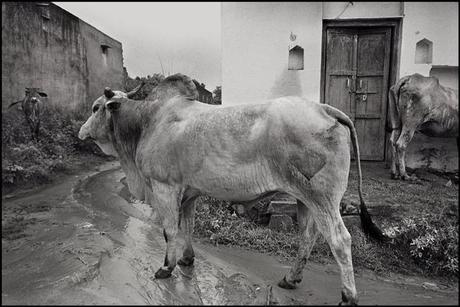 Il respiro di un' intelligenza spirituale nelle foto di Raghu Rai.