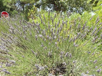 Provenza, sulla strada della lavanda