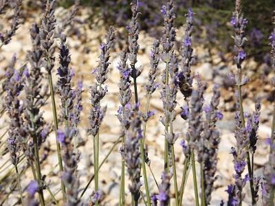 Provenza, sulla strada della lavanda