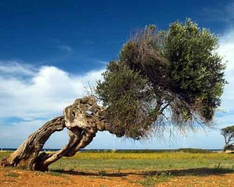 Smascherata la “legge taglia ulivi” della Regione Puglia