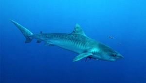 È morta la ventenne tedesca Jana Lutteropp attaccata alle Isole Hawaii da uno squalo