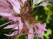 Bauhinia Divaricata