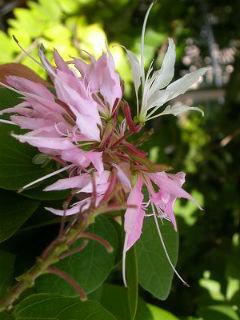 Bauhinia Divaricata