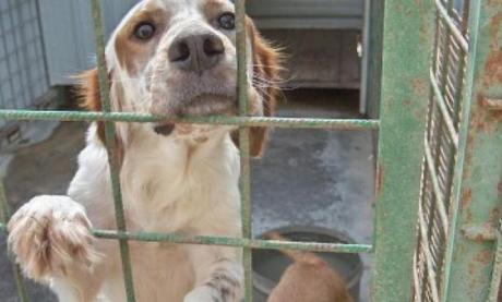 Dalla parte degli animali:anche i cani vittime delle promesse politiche..