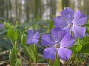 Pervinca