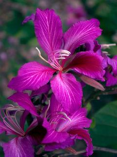 Bauhinia Purpurea