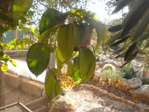 talee hoya agosto fiori fiore