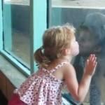 Bambina bacia cucciolo di gorilla allo zoo (Video)