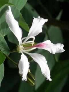 Bauhinia Corniculata