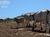 Fotogallery: Muzzarellë rëcottë alla carpënesë..rrobba bbonë