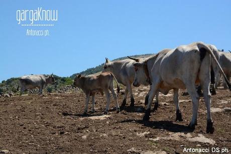 Fotogallery: Muzzarellë e rëcottë alla carpënesë..rrobba bbonë