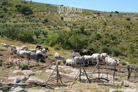 Fotogallery: Muzzarellë e rëcottë alla carpënesë..rrobba bbonë