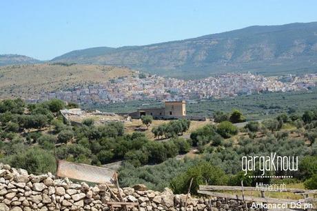 Fotogallery: Muzzarellë e rëcottë alla carpënesë..rrobba bbonë