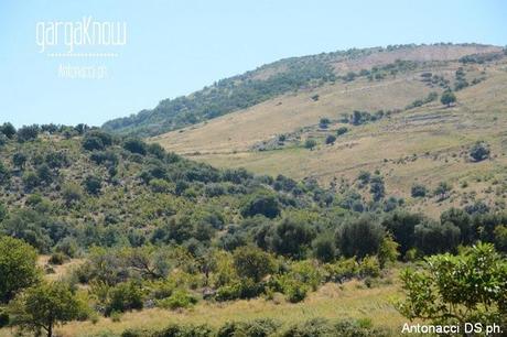 Fotogallery: Muzzarellë e rëcottë alla carpënesë..rrobba bbonë