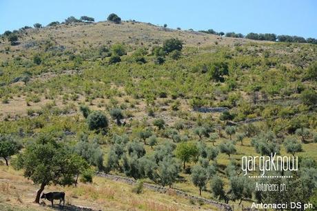 Fotogallery: Muzzarellë e rëcottë alla carpënesë..rrobba bbonë