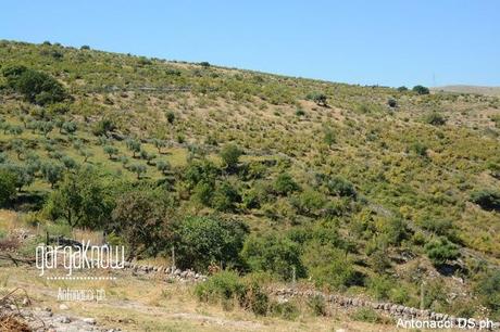 Fotogallery: Muzzarellë e rëcottë alla carpënesë..rrobba bbonë