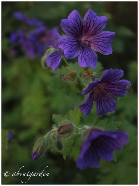 Geranium magnificum