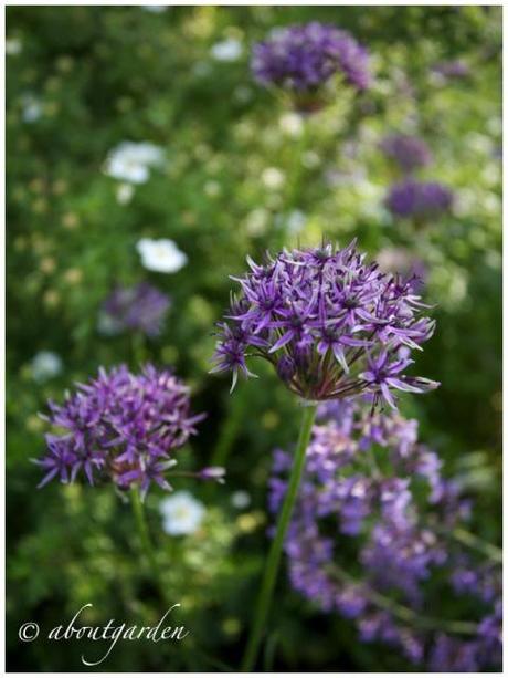 Allium purple sensation