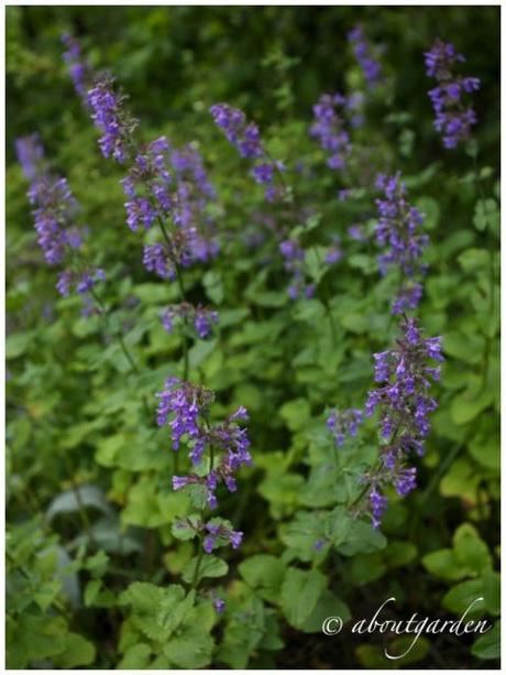 Nepeta x faassenii 'Blue Wonderpiante'