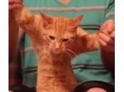Gatto balla dubstep padrone (Video)