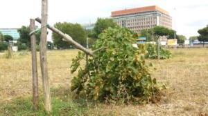 GARBATELLA, LEGAMBIENTE: AL PARCO SCEMPIO DI 60 ALBERI - FOTO 3