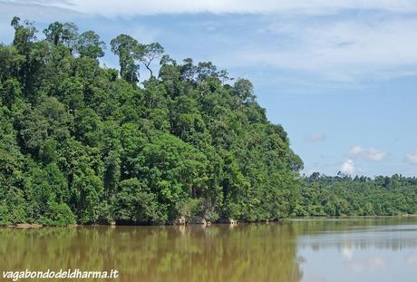 kinabatangan,sabah