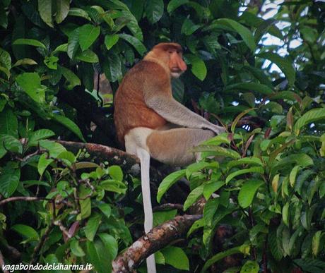 kinabatangan,sabah