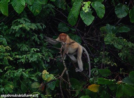 kinabatangan,sabah